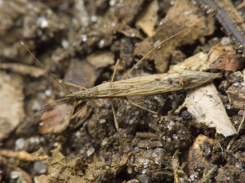 Berytinus (Berytinus) clavipes (Fabricius, 1775)